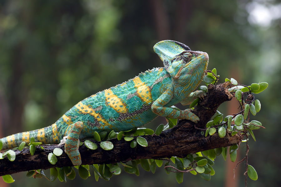 veiled chameleon on a branch. Zen Habitats creates reptile enclosure for panther chameleons and veiled chameleons. Zen Habitats Meridian 4x2x4 PVC Reptile Enclosure is perfect for chameleons