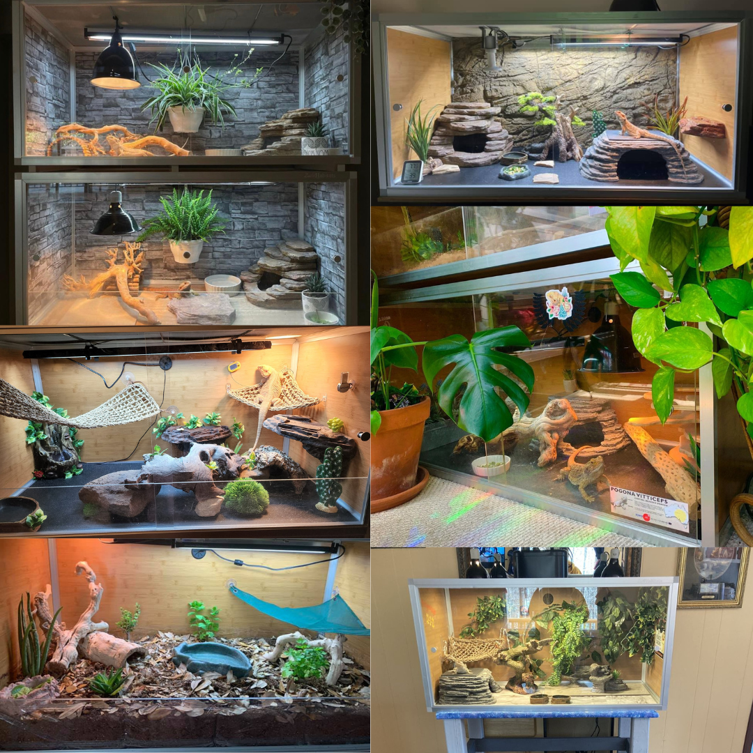 4'x2'x2' Original Wood Reptile Enclosure