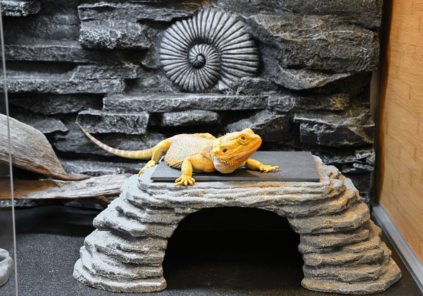 Meridian 4'x2'x2' Reptile Enclosure Background