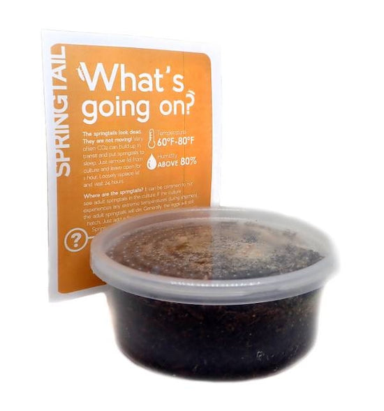 Bearded Dragon Bioactive Tankless Kit (for 4'x2'x2' enclosure) Zen