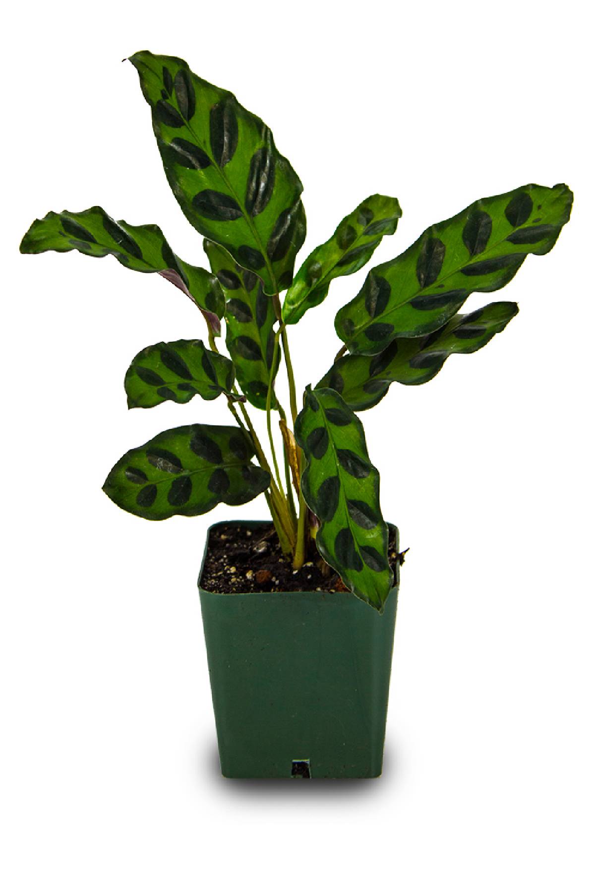 Tropical Indoor Plants Calathea Rattlesnake Live Plant - Air Purifying ...