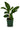 Calathea lancifolia 'Rattlesnake Plant'