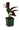 Calathea lancifolia 'Rattlesnake Plant'
