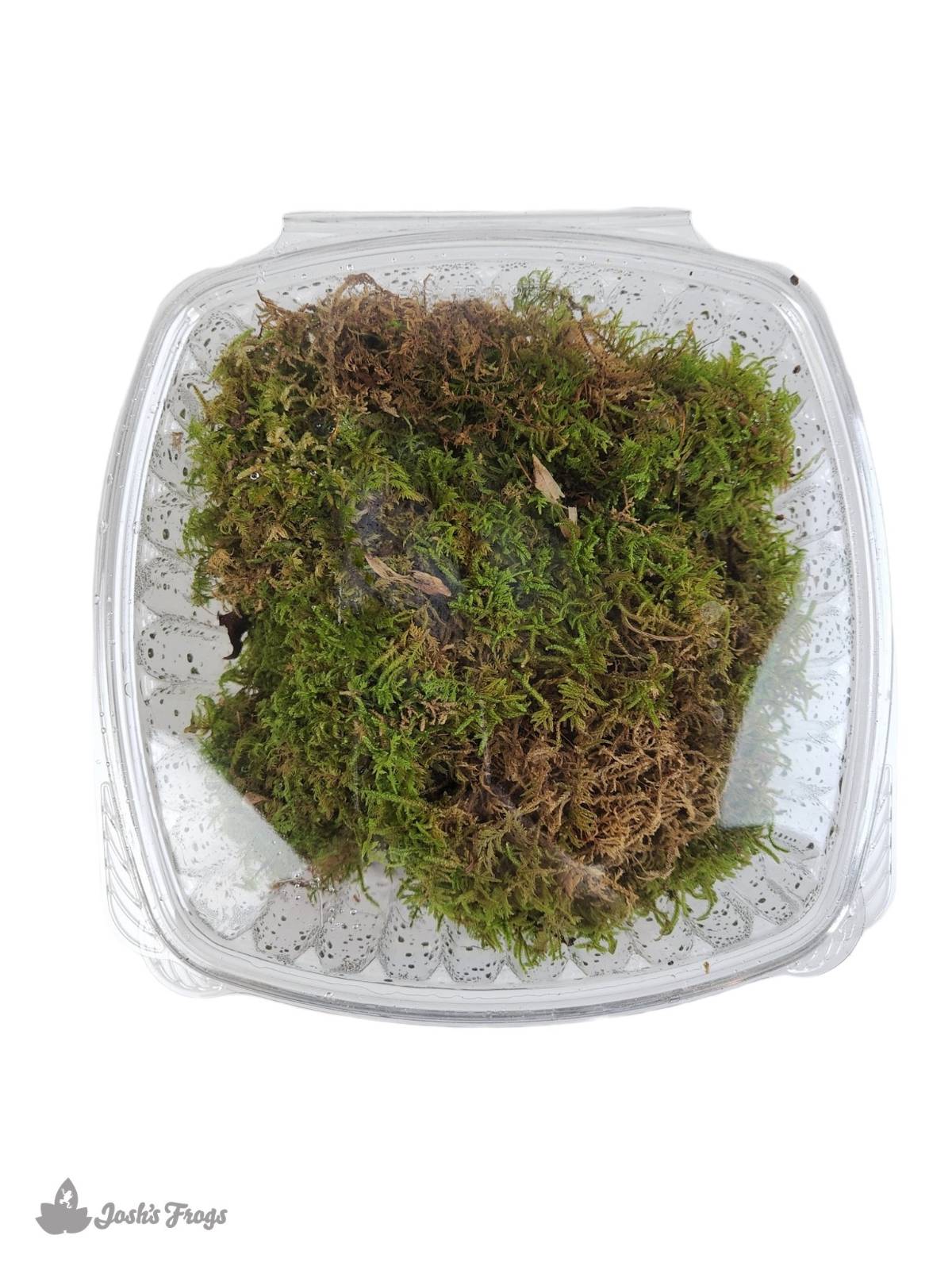 Live Sheet Moss, 1 quart bag, Terrarium moss, Live Sphagnum Moss
