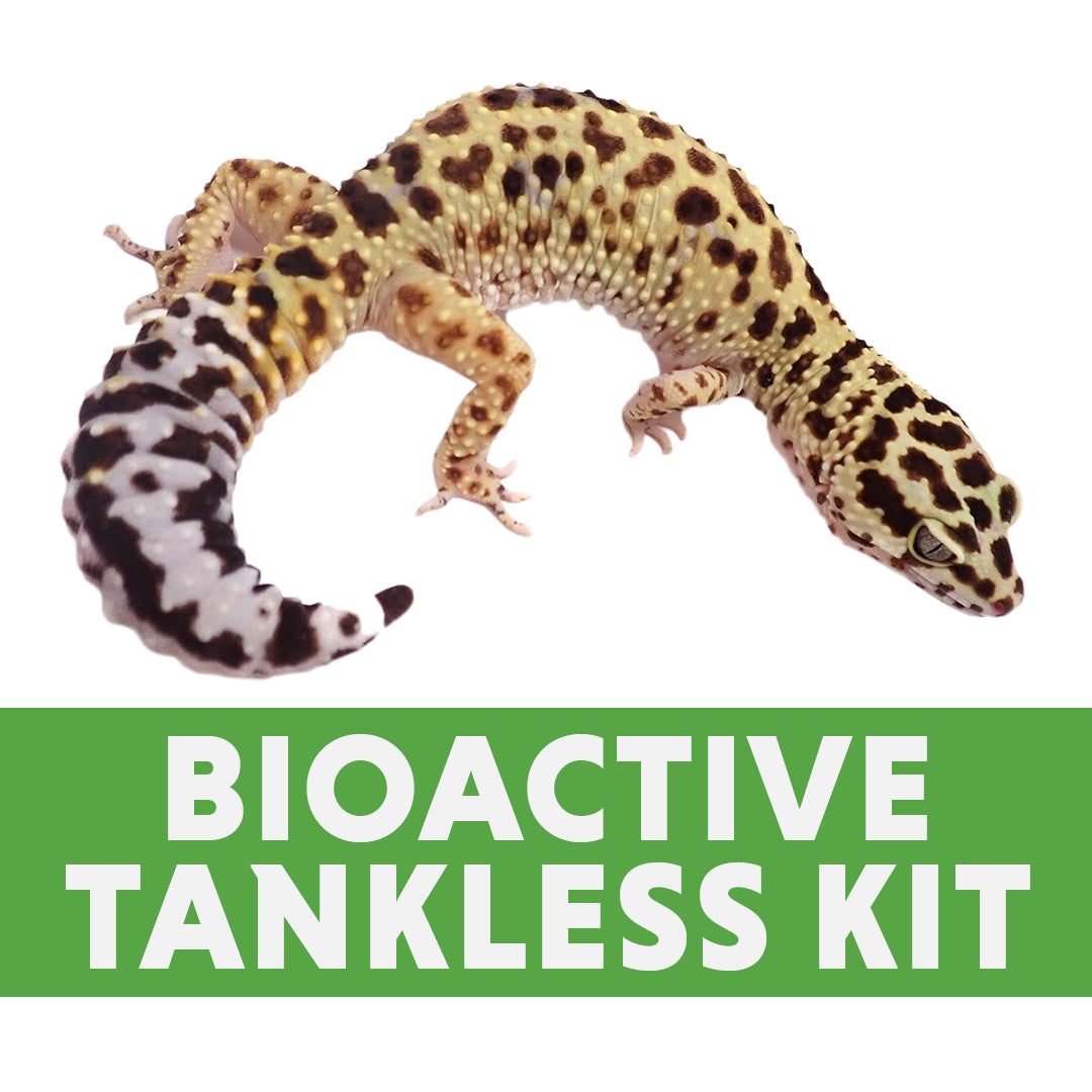 Leopard Gecko Bioactive Tankless Kit (for 48"x24"x16" enclosure)