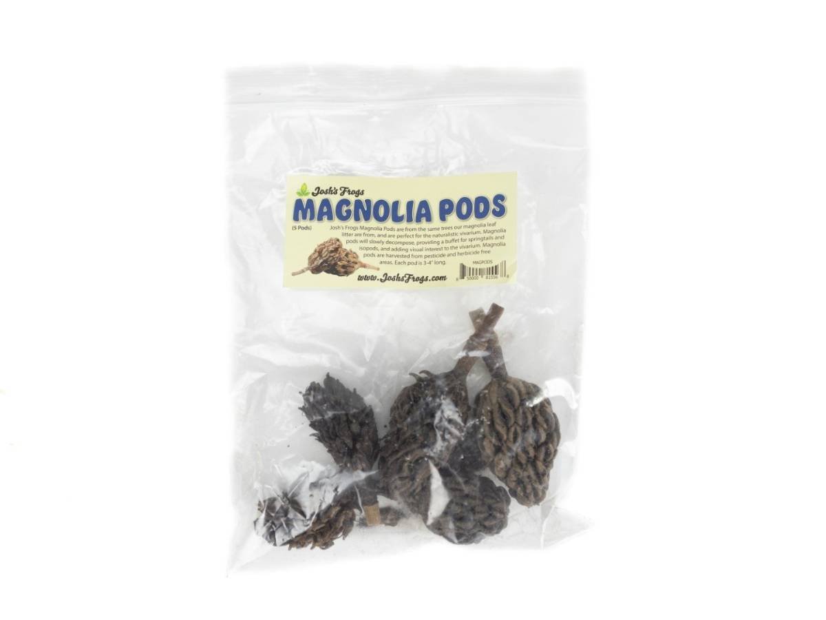 Magnolia Pods (5 pods)