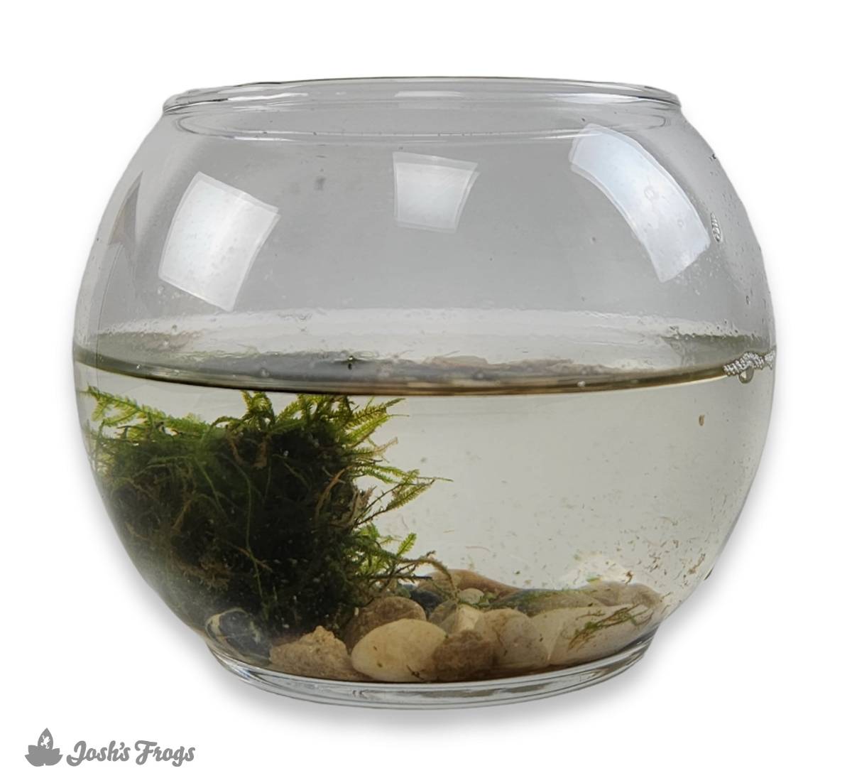 Nature Connection Kit: Do-It-Yourself Moss Ball Aquarium – Zen Habitats